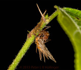 Ant biting a <i>Cordyceps</i>-killed bug