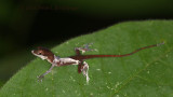 Little anole shedding its skin