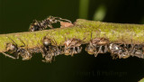 ants milking hoppers