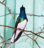 White-necked Jacobin (Florisuga mellivora)
