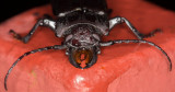 Beetle Face