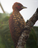Cinnamon Woodpecker (<i>Celeus loricatus</i>)