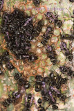 Wasps on nest