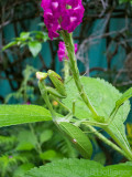 large mantis on Stachytarpheta