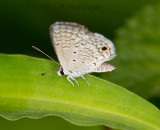 Huntington's Blue (Hemiargus huntingtoni)