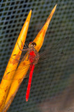 Cardinal Meadowhawk (<i>Sympetrum illotum</i>)