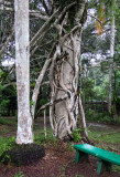 Strangler Fig