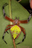 Eriophora nephiloides Orbeaver