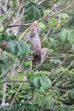 Brown-throated Three-toed Sloth (Bradypus variegatus)