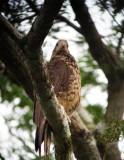 Yellow-headed Caracara juvenile