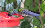 Blue-chested Hummingbird (Amazilia amabilis)
