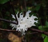 White dissected fungus