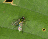 Long-legged fly