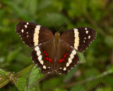 Banded Peacock (Anartia fatima)
