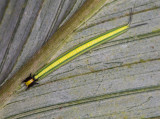 striped caterpillar