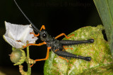 Black grasshopper with orange legs