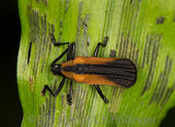 Bumpy Beetle