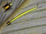 Striped Caterpillar with inset