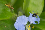 Beetle; Spider & Fly