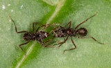 Ants communicating antenna-to-antenna