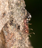 Jumping spider got ant!