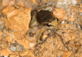 The brown splotch on her back has eyes!