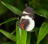 longwing butterfly