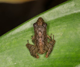 Treefrog