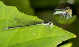 Damselfly munching on hopper