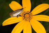 skipper on composite