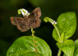 brown butterfly on boraginaceae