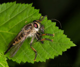 Robber fly has wasp