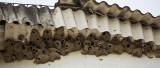 Chestnut-collared Swallows (Petrochelidon rufocollaris)