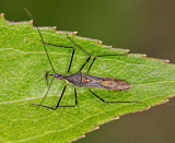 bug got midge