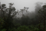 Cloud Forest