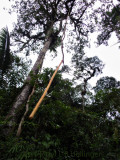 Long aerial root