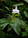 Cattleya