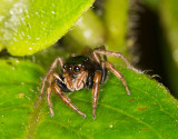 Jumper