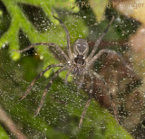 Funnel-web spider