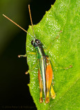 Colorful grasshopper