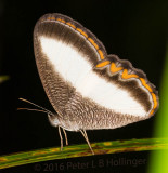 brushfoot butterfly