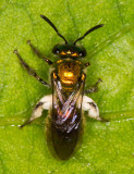 gold bee with white pollen
