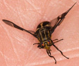 deer fly
