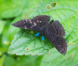 blue antennae