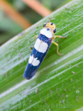 blue-and-white hopper