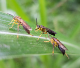 Wasps
