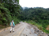 Lush roadside