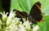 ragged butterfly