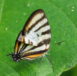 hairstreak butterfly with fake antennae
