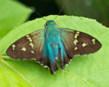 bluish skipper